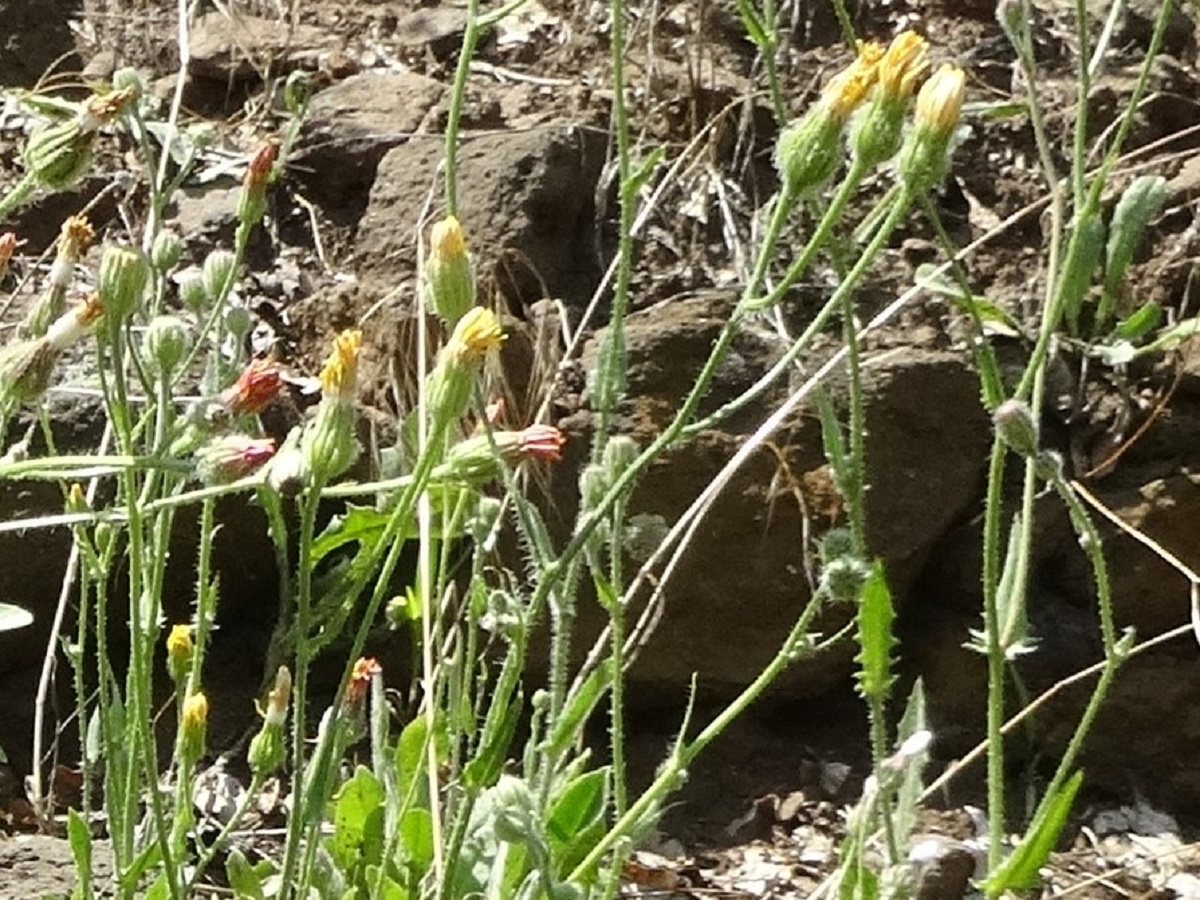 Crepis foetida subsp. rhoeadifolia (Asteraceae)